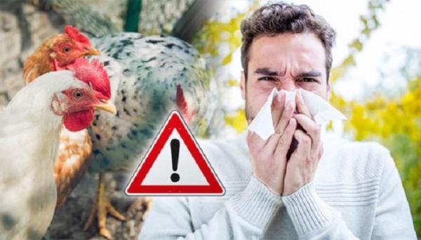 خبراء يدقون ناقوس الخطر بشأن فيروس إنفلونزا الطيور