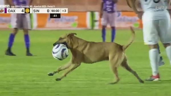 كلب يقتحم مباراة في الدوري المكسيكي ويسرق الكرة (فيديو)