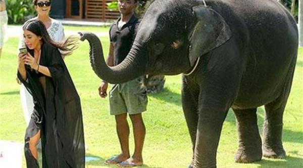 فيل "يتحرش" بالنجمة كيم كاردشيان في تايلاند