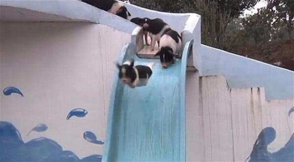 بالفيديو: حيوانات تستعرض مهاراتها في الغطس والسباحة