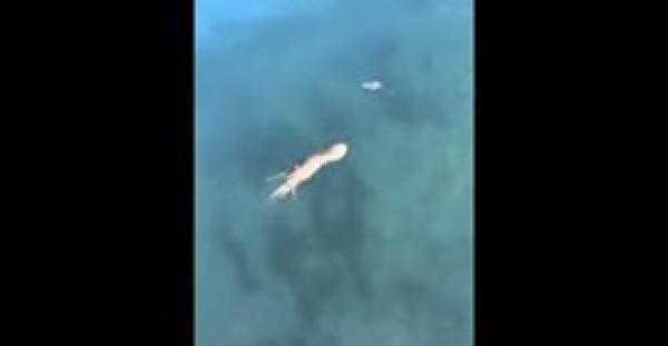 بالفيديو.. أخطبوط يصطاد سرطان البحر بعد مطاردة طريفة