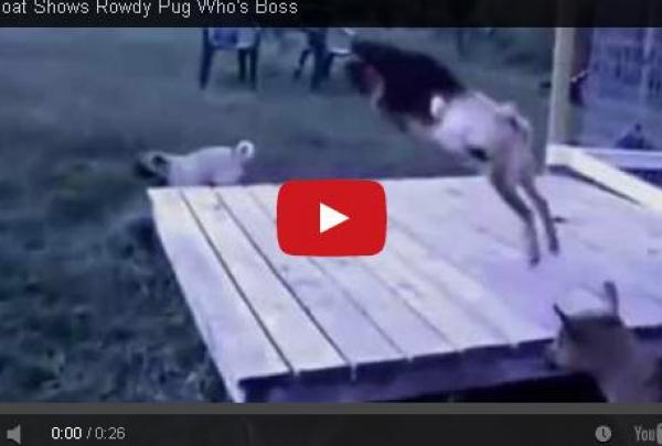 بالفيديو: ردة فعل ماعز حين استفزها كلب