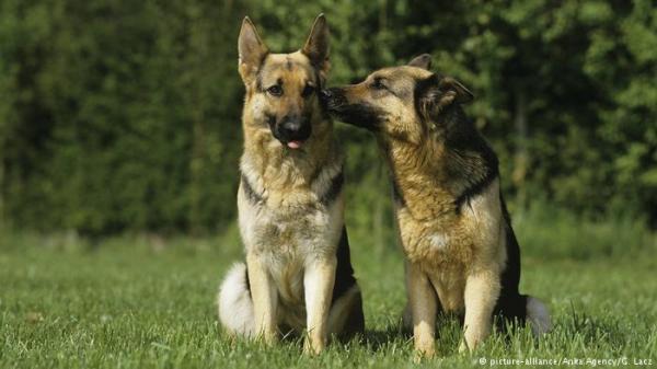 زيادة الإقبال على اقتناء الكلاب بألمانيا في ظل الجائحة