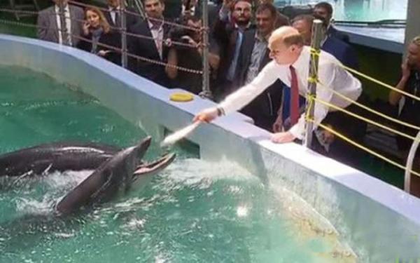 بالفيديو.. بوتين يطعم دلافين ويهز زعانف فيل البحر