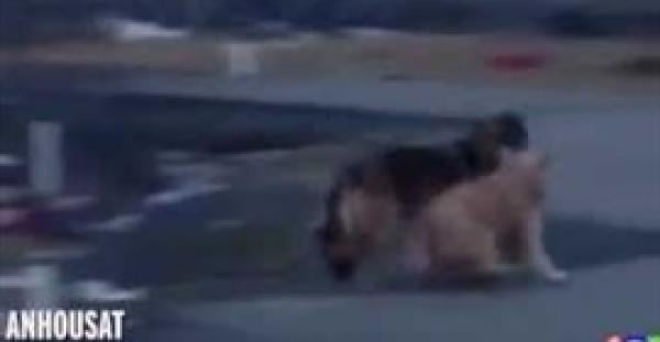 بالفيديو.. ذئب يخطف كلبا من منزله قبل قتله
