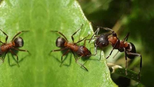 النظام عند النمل فى القرآن