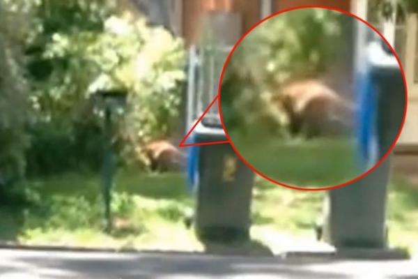 بالفيديو: أسترالي يصور حيواناً منقرضاً في حديقة منزله