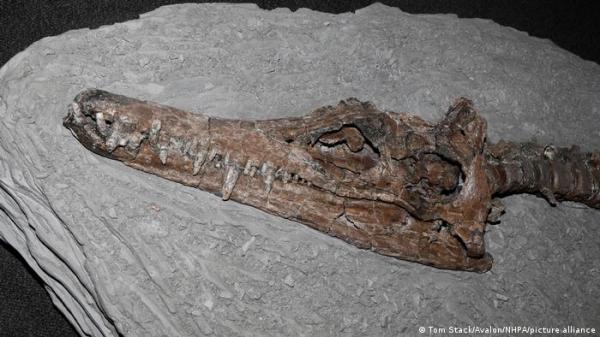 اكتشاف بقايا ديناصور يعيد الجدل حول "وحش بحيرة لوخ نيس"