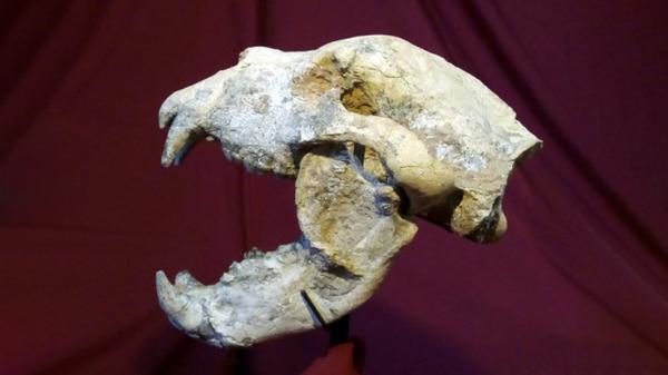 اكتشاف بقايا دب عملاق كان يعيش بالأرجنتين قبل نحو 700 ألف عام