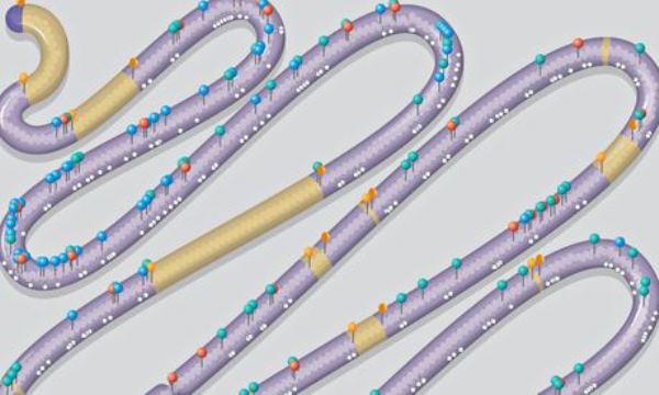 بناء أول كروموسوم يُزرع في كائن عضوي متعدّد النوى