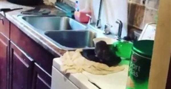 «غزوة القوارض».. فئران بحجم الكلاب تحتل منزلا في نيويورك (فيديو)