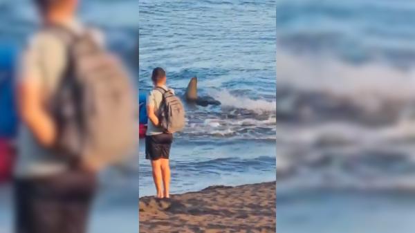 بالفيديو..لحظة هجوم سمكة قرش عملاقة على أحد شواطئ إسبانيا والسلطات تقوم باغلاقه