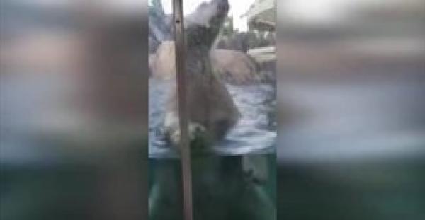 بالفيديو.. دب قطبي يحاول التهام طفل داخل حديقة حيوان