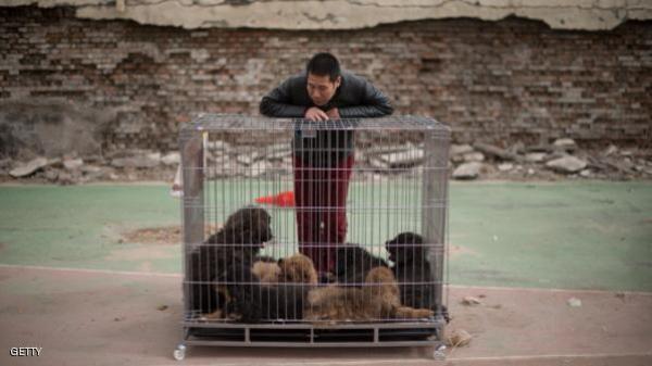 الصين تبدأ في معاقبة بائعي لحوم الكلاب