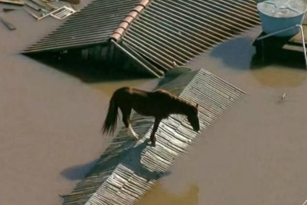 السلطات البرازيلية تنقذ حصانا جرفته الفيضانات إلى سطح منزل(فيديو)