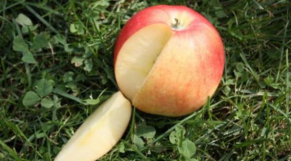 لماذا يعتبر التفاح هاماً لصحة الطفل الصغير؟