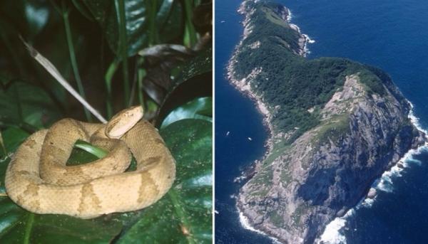 الأكثر خطورة في العالم.. البرازيل تحظر زيارة "جزيرة الثعابين"