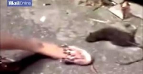 بالفيديو.. فأر نصف ميت ينتقم من امرأة دهسته بحذائها