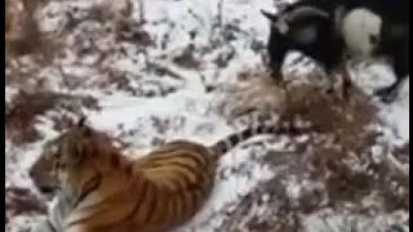 بالفيديو: صداقة فريدة بين نمر وعنزة في روسيا