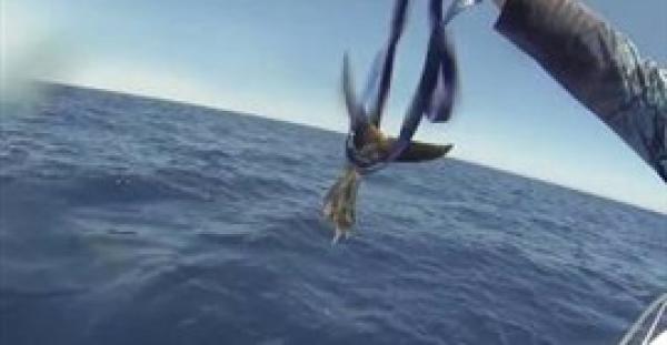 تحدي شد الحبل بين 3 صيادين وأسماك قرش (فيديو)