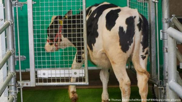 علماء ينجحون في تدريب الأبقار على استخدام دورات المياه