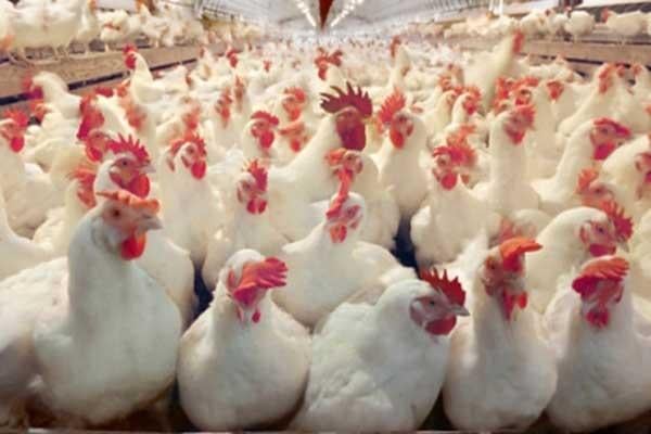 أسعار الدجاج بالمغرب تحطم رقما قياسيا جديدا مع اقتراب شهر رمضان