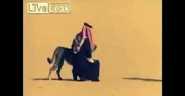 بالفيديو.. لقطات مذهلة لسعودي يستخدم فهدًا في صيد الغزلان