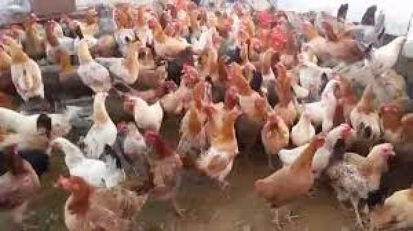 الفدرالية البيمهنية لقطاع الدواجن تنفي ما نشر حول خطورة استهلاك الدجاج الكروازي