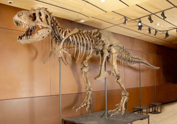 400 مليون سنتيم ثمن بيع هيكل ديناصور مهرب من المغرب