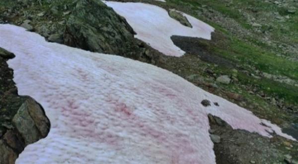 علماء من إيطاليا يحققون في أسباب ظهور جليد زهري على جبال الألب