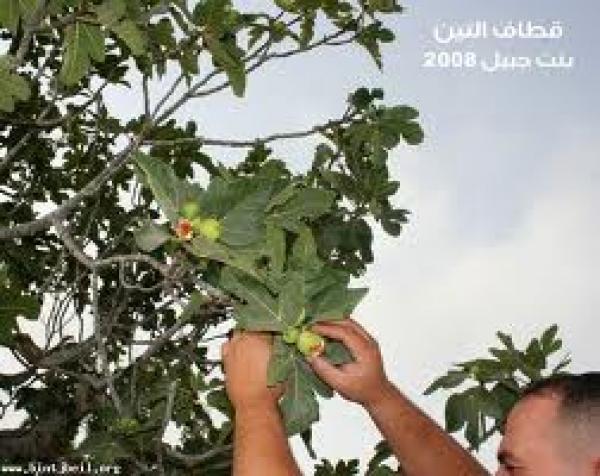 البنك الدولي يدعم مشروع زراعة أنواع جديدة  من كروم التين بدكالة 