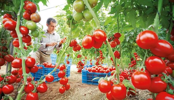 الطماطم المغربية تقلق اللوبي الاسباني و تدفعه إلى اتخاذ هذه الخطوة