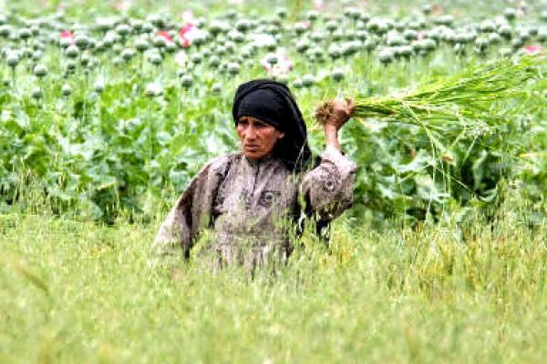 تقرير: أمريكا تشيد بالمغرب في مجال محاربة زراعة المخدرات 