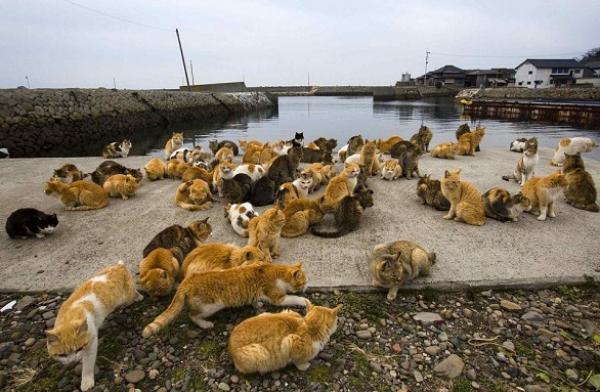 بالفيديو والصور: جيش من القطط يحكم جزيرة يابانية