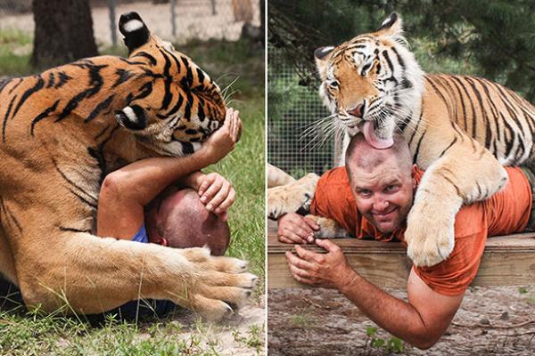 بالفيديو والصور: أمريكي ينام بين النمور ويستيقظ بين الأسود