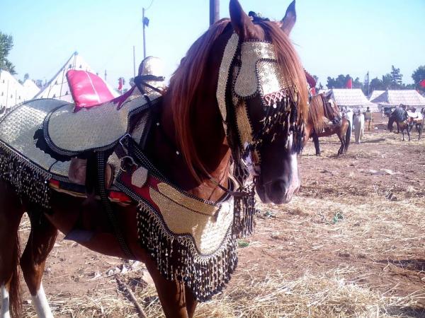 المربط الوطني لتربية الخيول بمراكش يحتضن المرحلة الثانية من مباريات بين الجهات الخاصة بالخيول العربية- البربرية