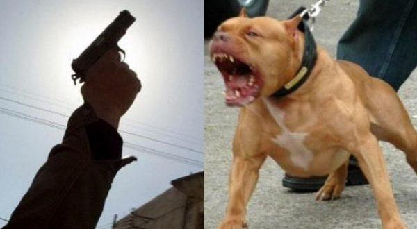 الأمن يضطر لاستخدام أسلحته لتحييد خطر مشتبه فيه حرض كلبا من فصيلة شرسة ضدها