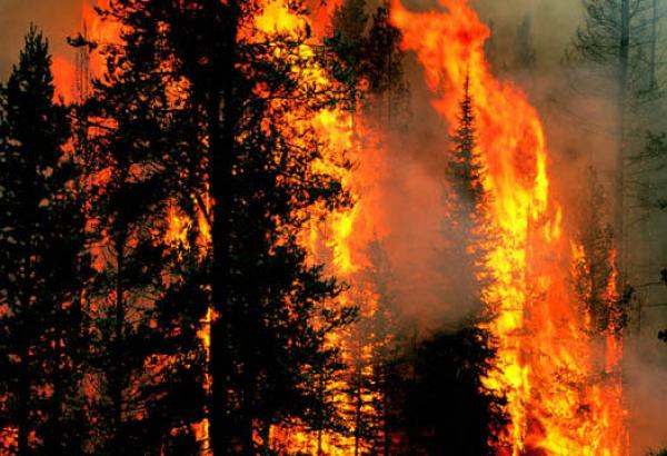 "كارثة بيئية" ضواحي شفشاون بسبب حريق دمر 65 هكتارا بغابة عشاشة تاسيفت