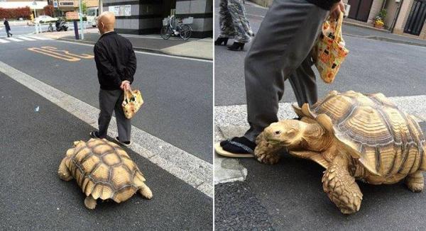 ياباني "صبور" جدا يتجول مع سلحفاته الأليفة في شوارع ‫‏طوكيو‬