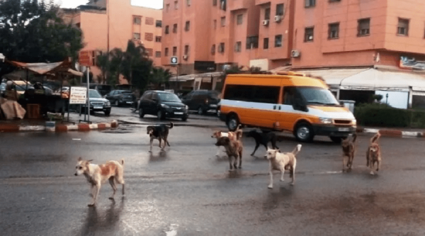 مراكش: في غياب المنتخبين.. الكلاب الضالة "تغزو" كل أحياء المدينة وتشرع في إسقاط "ضحايا"