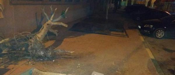 نشطاء يستنكرون إعدام شجرة مُعمرَة لبناء كشك تجاري "عشوائي" بالشارع