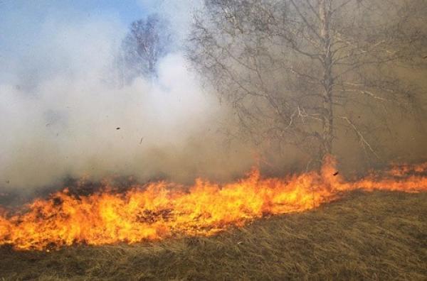 إخماد حريق غابوي تسبب في إتلاف 65 هكتارا بإقليم وزان