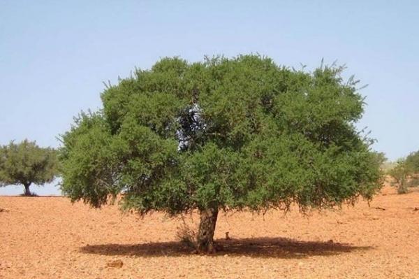 شجرة الأركان بالأطلس الكبير عنصر لحماية البيئة ومصدر عيش عدد من الأسر