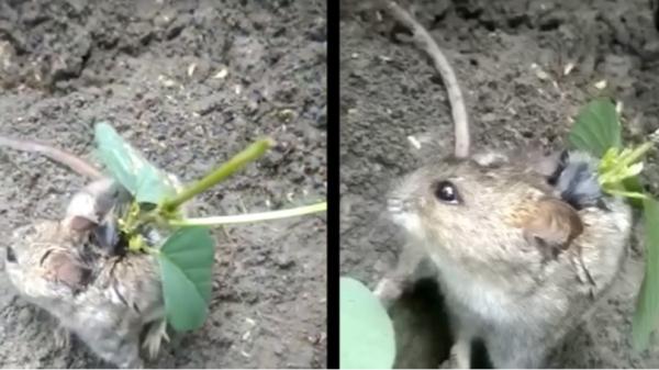 مشاهد عجيبة لنبتة تنمو على ظهر فأر!