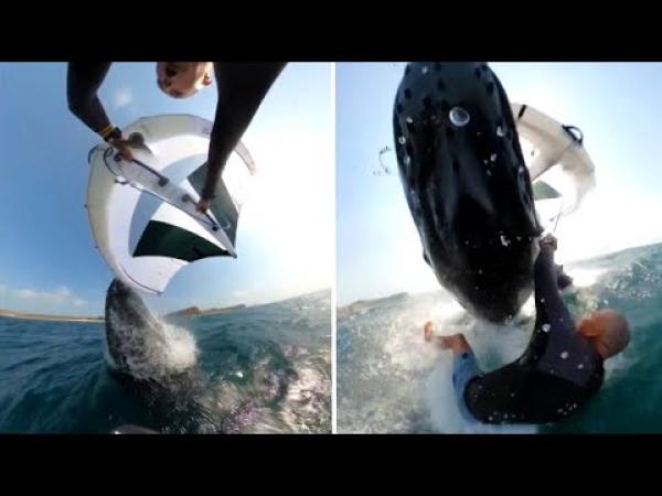 لحظة اصطدام راكب أمواج بحوت عملاق ونجاته بأعجوبة(فيديو)