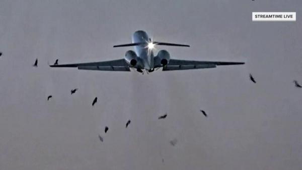 لحظة اصطدام طائرة عسكرية أمريكية بسرب من الطيور (فيديو)