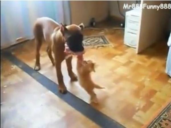 بالفيديو: قط صغير يخترق أنياب كلب لسرقة طعامه