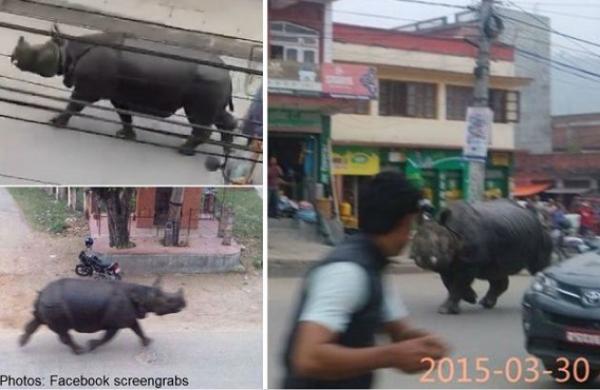 بالفيديو: وحيد قرن يقتحم سوقاً ويقتل سيدة في وسط نيبال