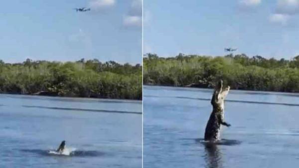 تمساح يهاجم طائرة”درون” تمكنت من الإفلات من فكيه(فيديو)