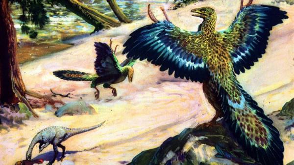 طيور تغلبت على الاندثار عكس الديناصورات!